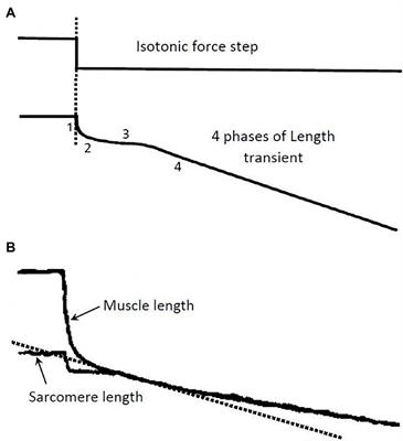 Molecular Events of the Crossbridge Cycle Reflected in the Force–Velocity Relationship of Activated Muscle